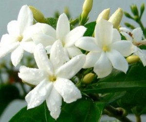 Flores-comestíveis-jasmin-Buddha-Spa-Blog